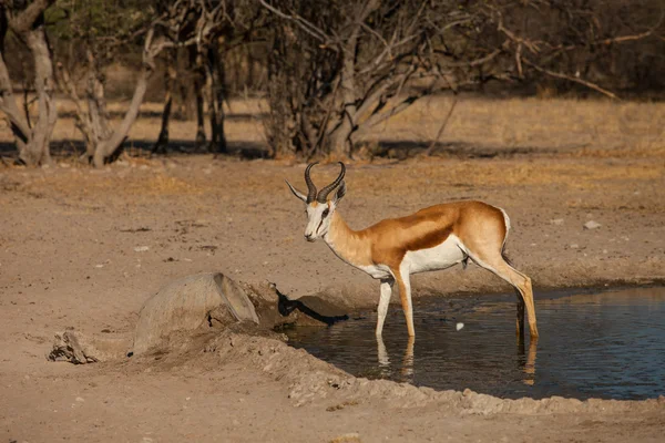 Impala på vattenhål — Stockfoto