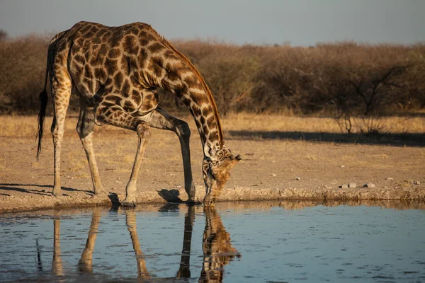 Girafa bebe água no Botsuana — Fotografia de Stock