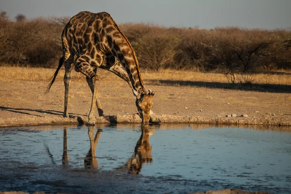 Girafa no buraco da água bebe água no Botsuana — Fotografia de Stock