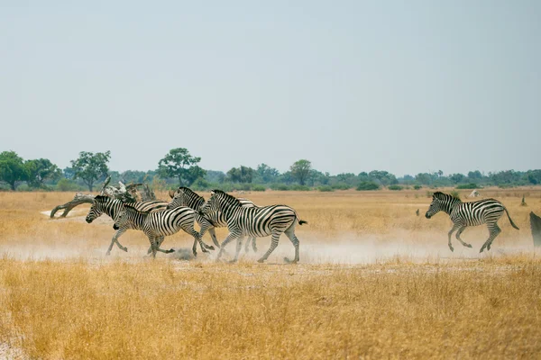 Rebanho de zebras em execução no Botsuana — Fotografia de Stock