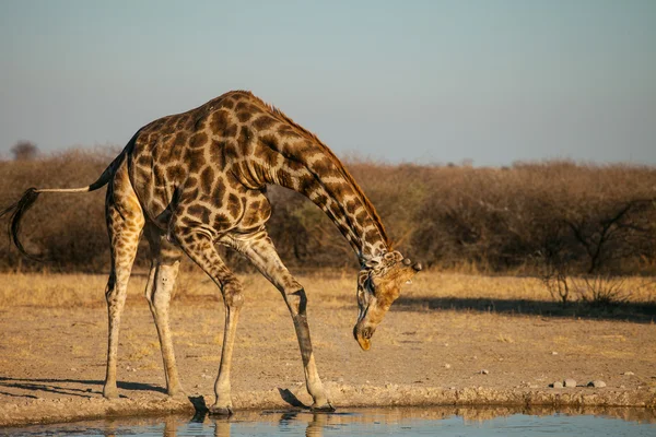 Girafa no buraco de água no Botsuana — Fotografia de Stock