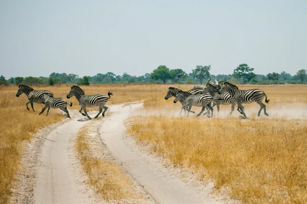 Manada de zebras correndo atravessando a estrada — Fotografia de Stock