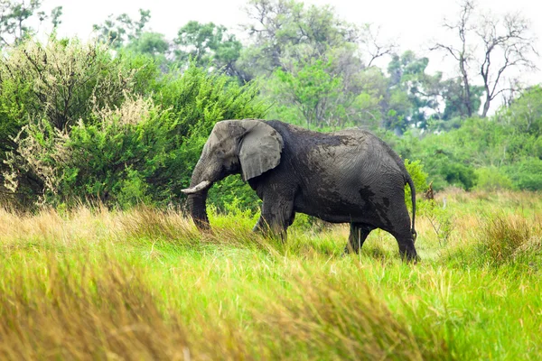 Elefante africano in Botswana — Foto Stock