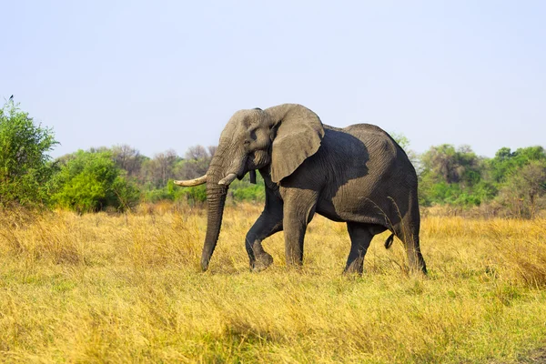 Słoń afrykański spacery w Botswanie — Zdjęcie stockowe