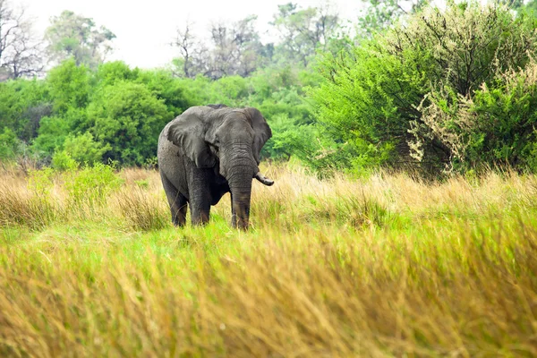 Elefant i reserven, Afrika — Stockfoto