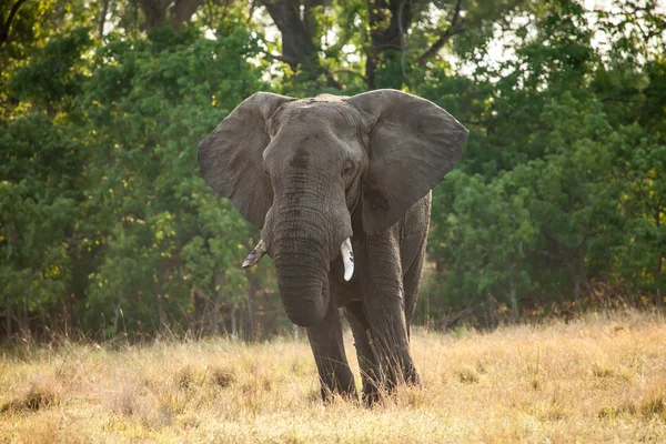 Słoń w Afryce — Zdjęcie stockowe