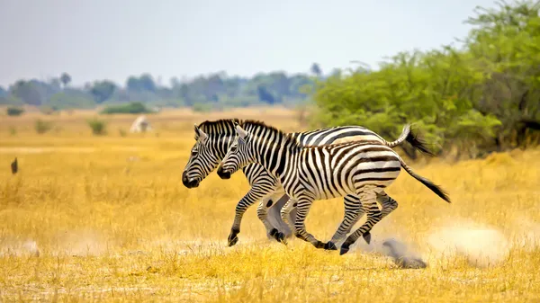 Correndo Zebras, África — Fotografia de Stock