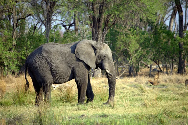 Grande elefante africano — Fotografia de Stock