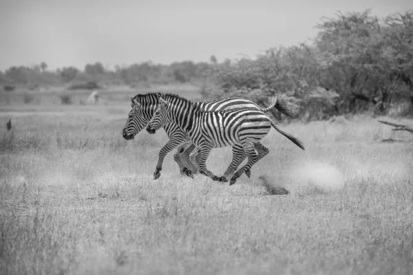 Par de Zebras em execução no Botsuana, foto em preto e branco — Fotografia de Stock
