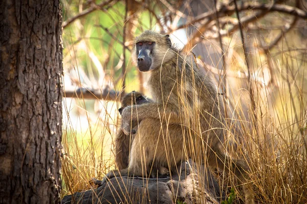 African Baboon mother and baby — Stock Photo, Image