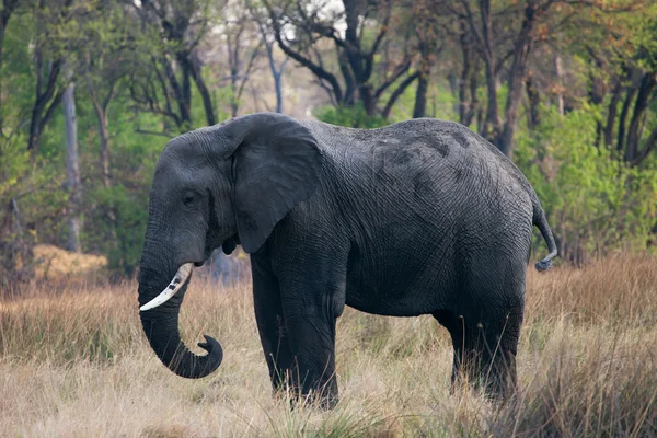 Grand éléphant d'Afrique — Photo