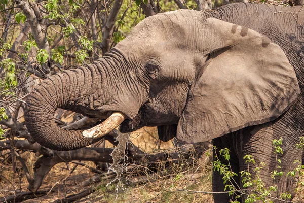 Elefant — Stockfoto