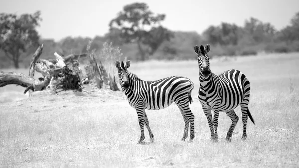 Par de Zebras, foto em preto e branco . — Fotografia de Stock