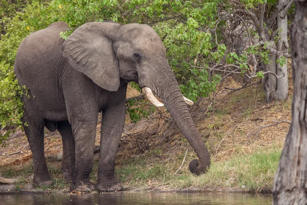 Enorme elefante africano masculino — Fotografia de Stock