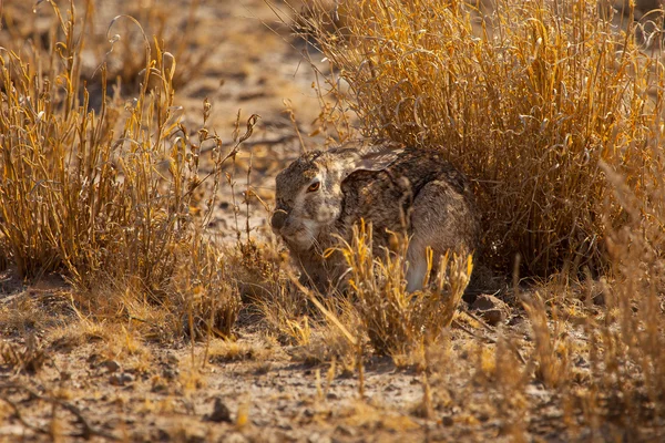 Wild Rabbit of South Africa in Botswan Stock Image