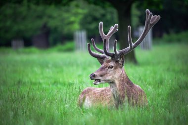 Kızıl geyik çimenlerde dinlenme