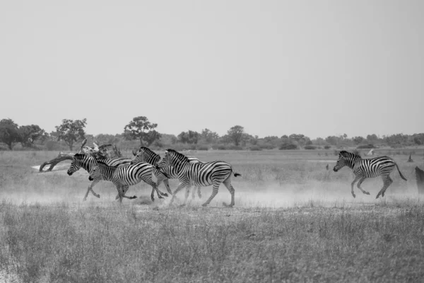 Manada de zebras em Botawana, foto em preto e branco — Fotografia de Stock