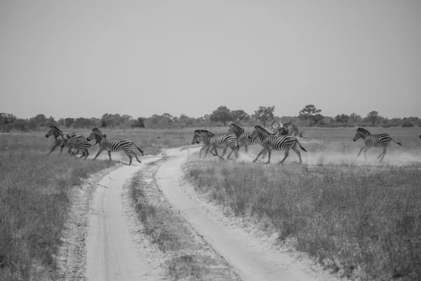 Herd of zebras crossing the road, black and white photo — Stock Photo, Image