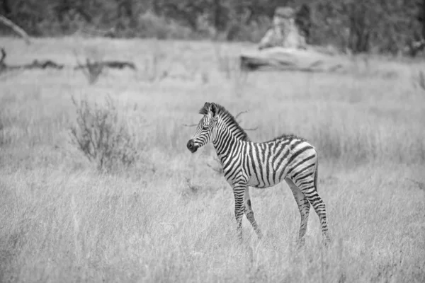 Zebra de Burchell em Botsuana, foto preto e branco — Fotografia de Stock