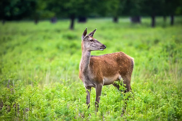 Roe Deer в парке — стоковое фото