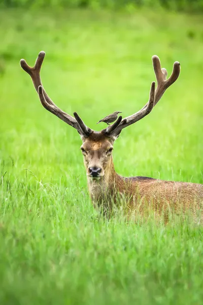 Cervo rosso sdraiato sull'erba — Foto Stock