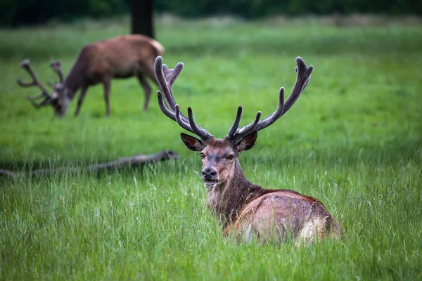 Kronhjortar liggande i gräset — Stockfoto