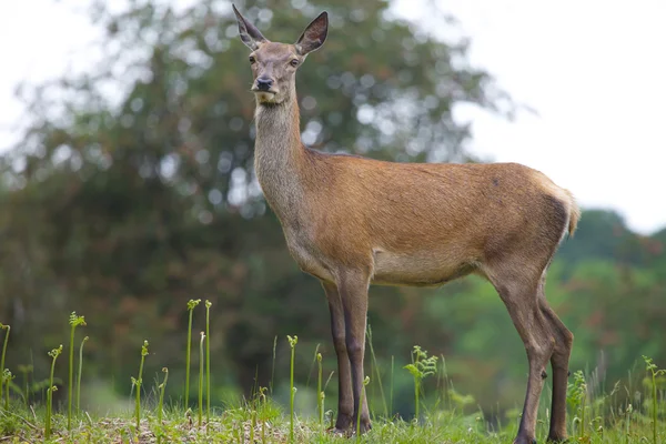 Female Red Deer in the park — Stock Photo, Image