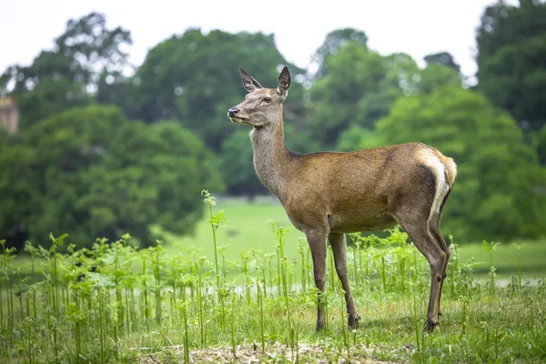 Kvinnliga kronhjort i parken — Stockfoto