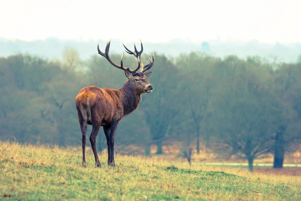 Cerf de Red Deer dans le parc — Photo