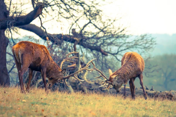 Boj red deer jeleni — 图库照片