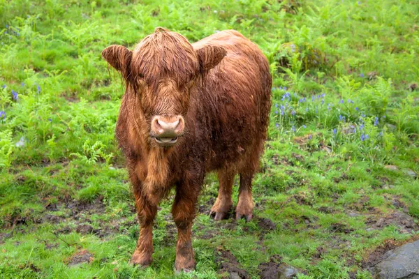 湖水地方でのスコットランドのハイランド赤い子牛 — ストック写真