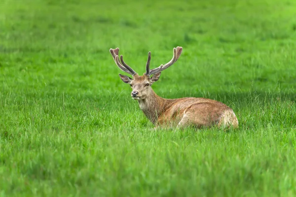 Cervo incolto sdraiato sull'erba — Foto Stock