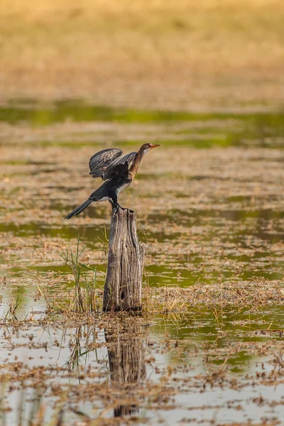 Pássaro Africano senta-se no naufrágio na água — Fotografia de Stock