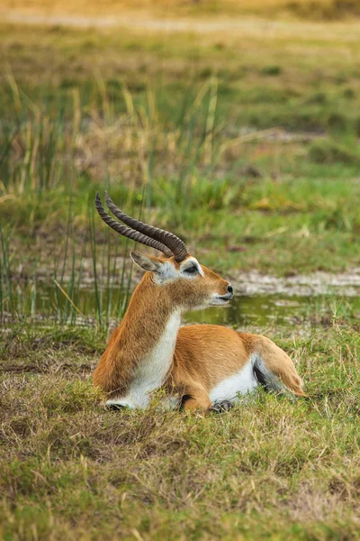 Hviler Impala i savanna i Botswana, Sør-Afrika – stockfoto