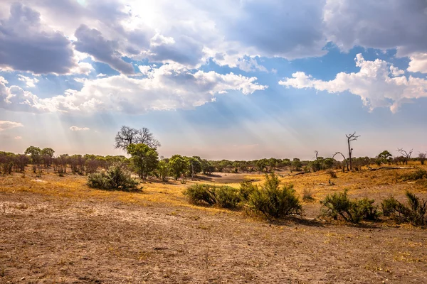 Landskapet i botswana, Sydafrika — Stockfoto