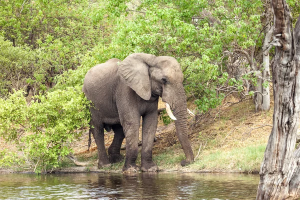Słoń afrykański na brzegu rzeki w rezerwie Botswany — Zdjęcie stockowe