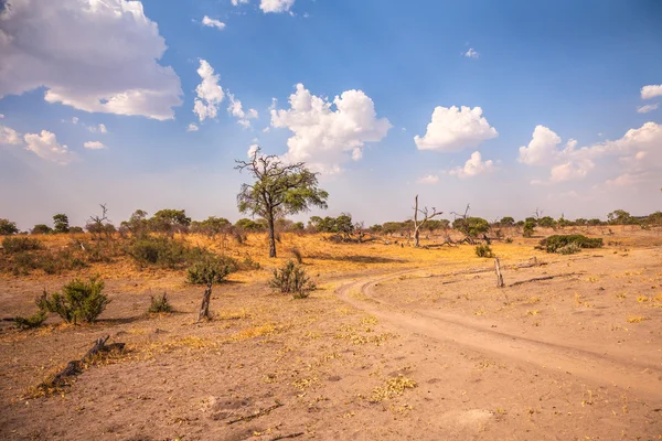 Paisagem do Botsuana, África do Sul — Fotografia de Stock