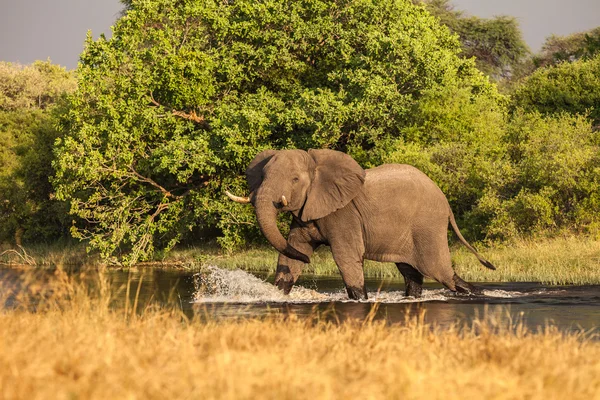 Afrikaanse olifant kruist de rivier in de reserve van botswana — Stockfoto