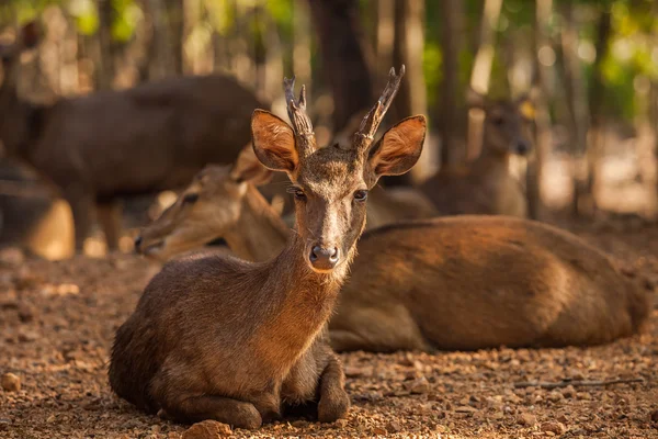 タイガー寺タイで公園でティモール鹿 — ストック写真