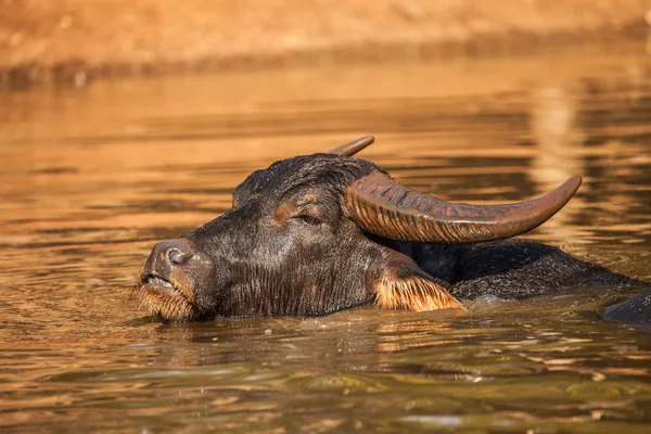 Buffalo d'acqua in acqua al Tempio della Tigre, Thailandia — Foto Stock