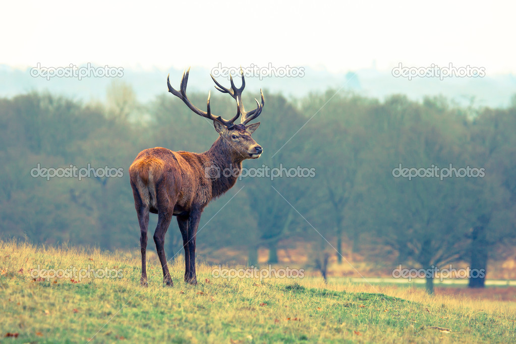 Red Deer Stag in the park