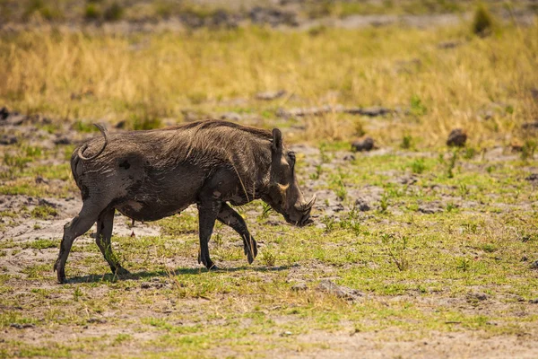 Warthog walks in reserve of Botswana, South Africa — Stock Photo, Image