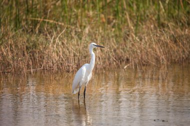 büyük su, botswana, Güney Afrika'da heron ile