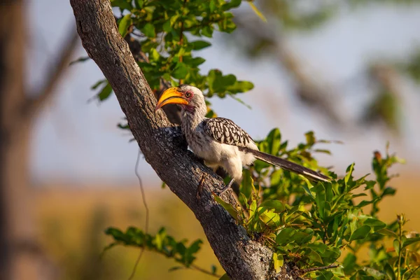 Southern Yellow-billed Hornbill on tree in Botswana — Stock Photo, Image