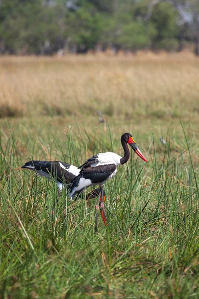 Sadel - fakturerade stork i okavango delta i botswana, Sydafrika — Stockfoto