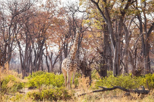 Giraff i reserven av botswana, Sydafrika — Stockfoto