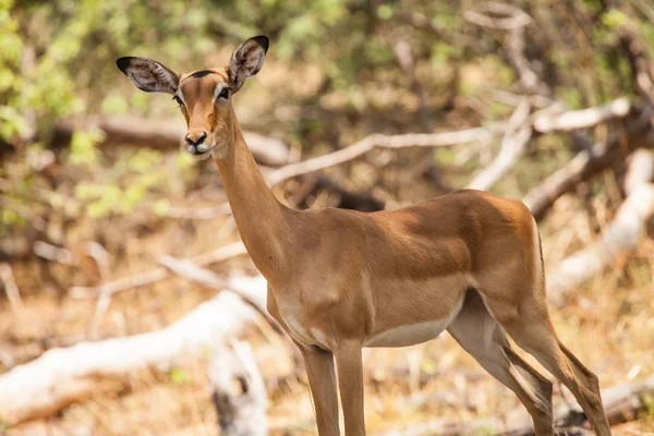 Impala kvinna i reserven av botswana, Sydafrika — Stockfoto