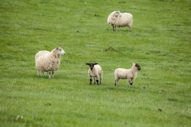 Meadow with sheeps