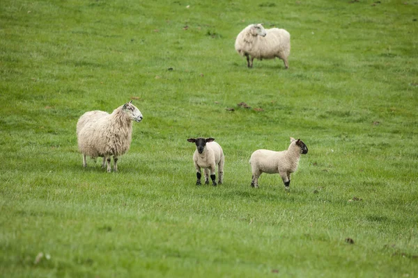 Meadow with sheeps — 스톡 사진