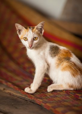 Vietnam kırsal ev iç arka plan, yavru kedi